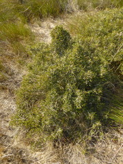 Cliffortia ericifolia