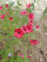 Linum grandiflorum