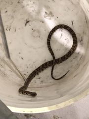 Trimorphodon lyrophanes