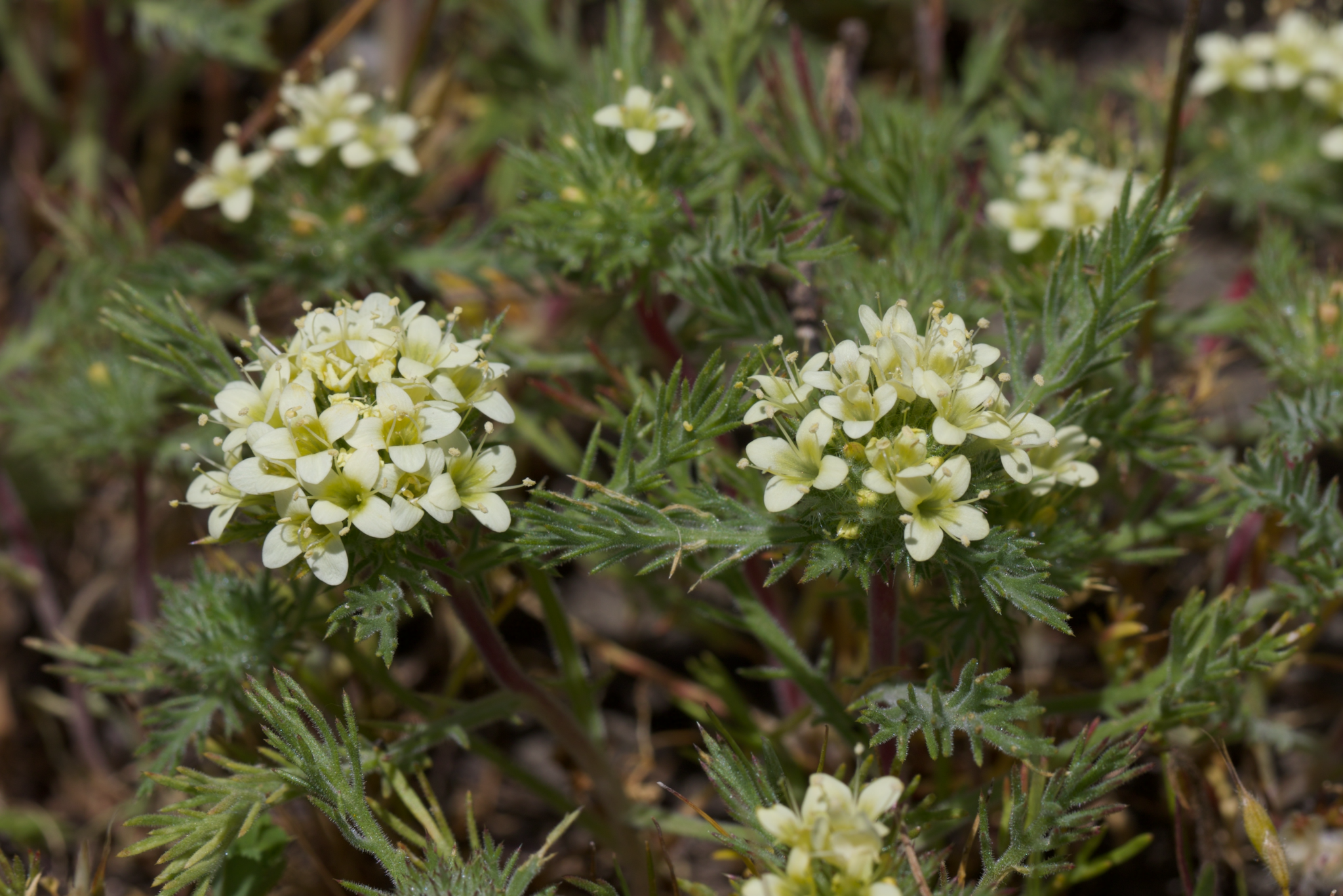 Image of Navarretia cotulifolia by (c) Arvel Hernandez, some rights reserved (CC BY)