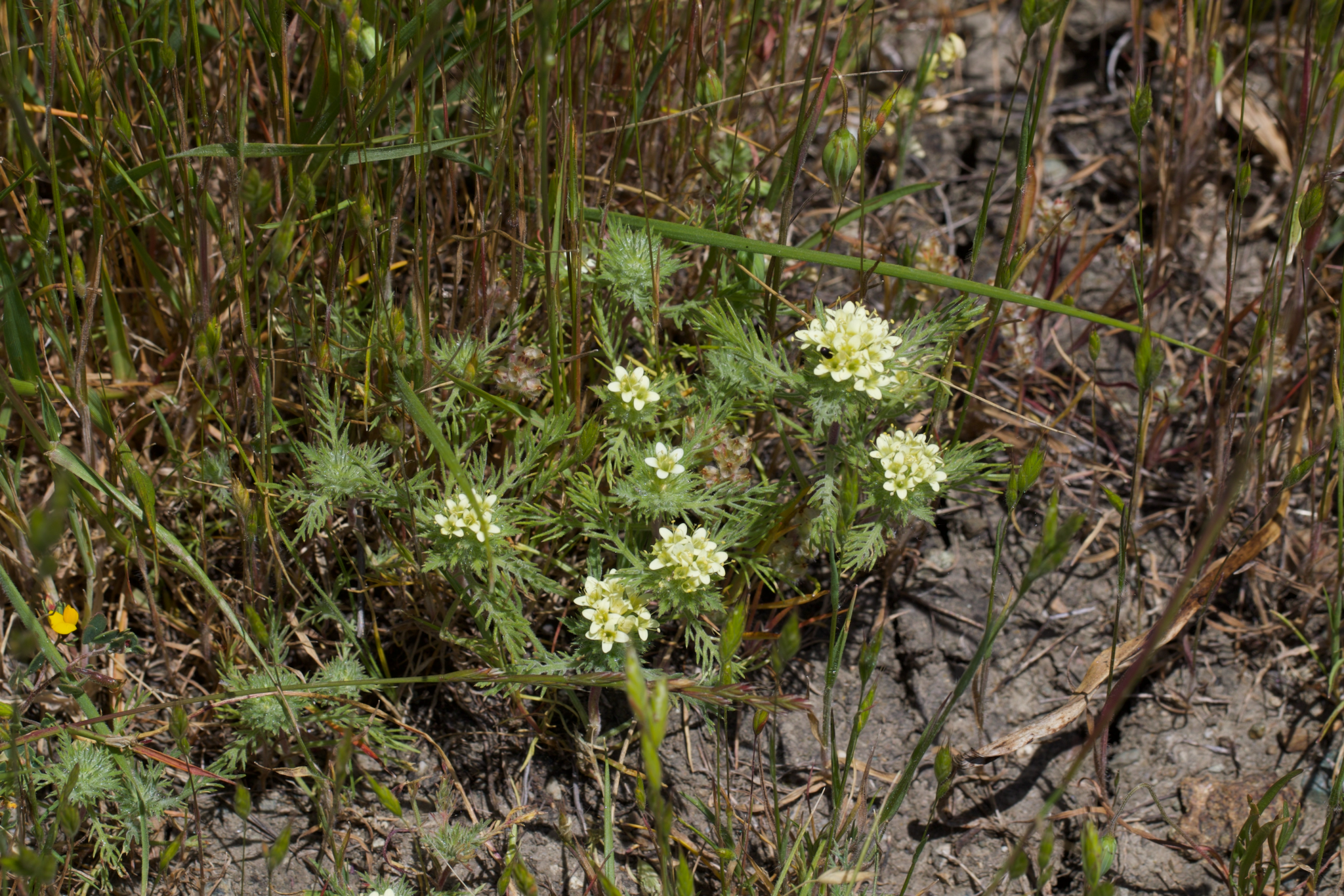 Image of Navarretia cotulifolia by (c) Arvel Hernandez, some rights reserved (CC BY)