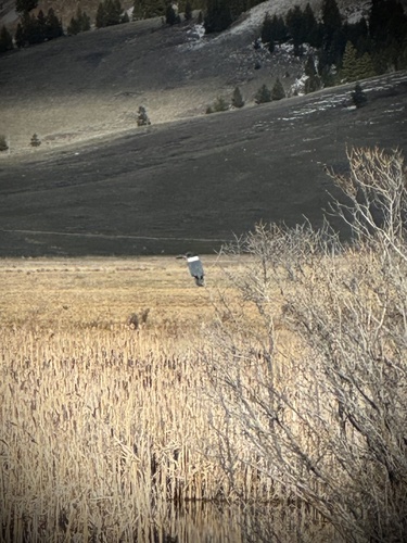 Belted Kingfisher photographed in Wyoming