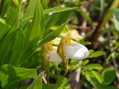 Cypripedium candidum