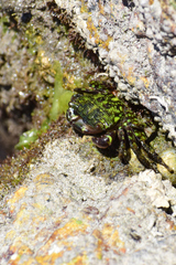 Pachygrapsus socius