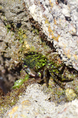 Pachygrapsus socius