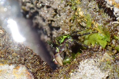 Pachygrapsus socius