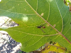 Mischocyttarus mexicanus