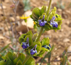 Salvia multicaulis