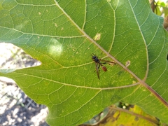 Mischocyttarus mexicanus