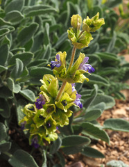 Salvia multicaulis