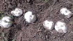 Agaricus campestris