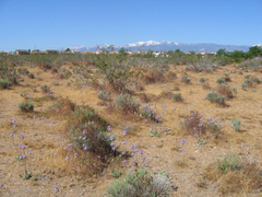 Salvia carduacea