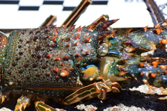 Panulirus inflatus