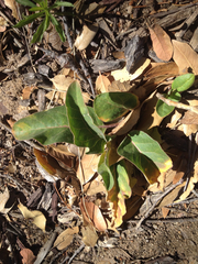 Asclepias nyctaginifolia