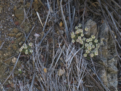Image of Monardella nana by no rights reserved