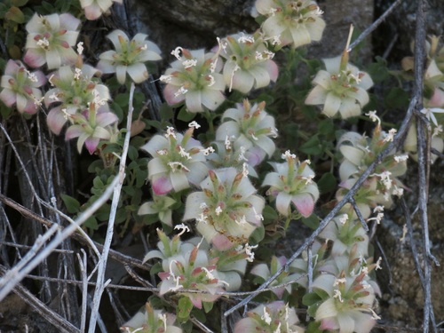 Image of Monardella nana by no rights reserved