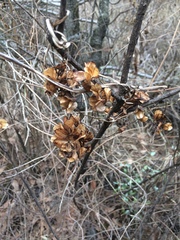 Dioscorea galeottiana
