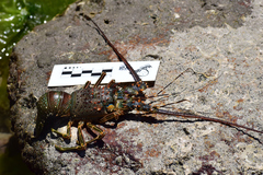 Panulirus inflatus