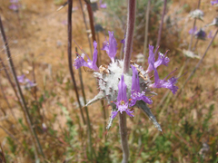 Salvia carduacea