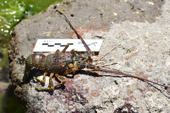 Panulirus inflatus