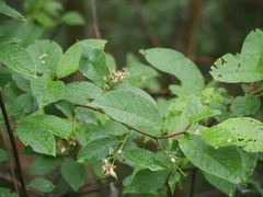 Prunus padus