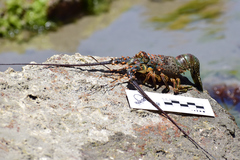 Panulirus inflatus