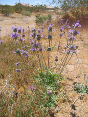 Salvia carduacea