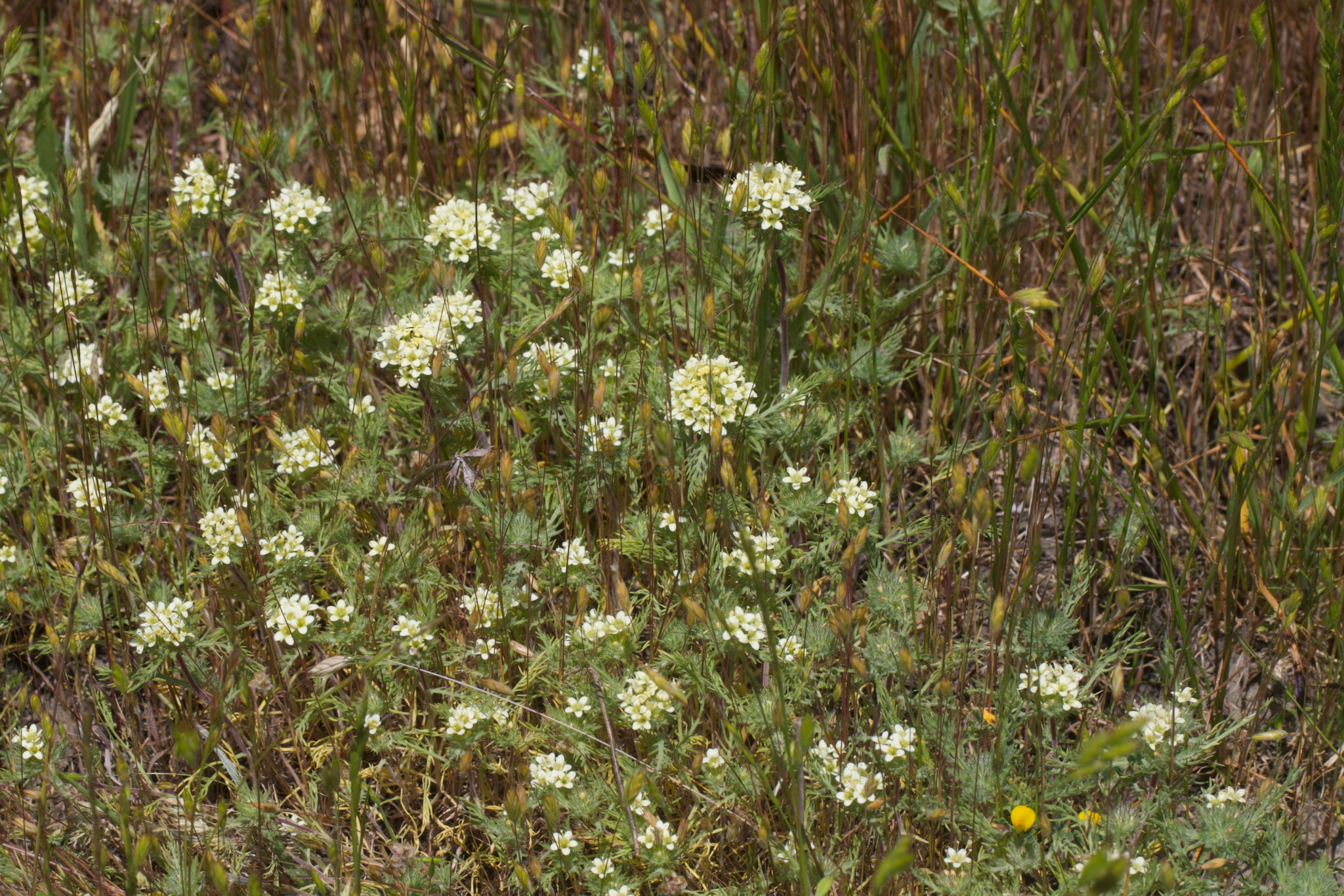 Image of Navarretia cotulifolia by (c) Arvel Hernandez, some rights reserved (CC BY)