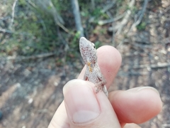 Anolis ustus