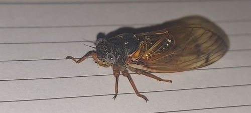 Cassin's 13-Year Cicada photo 5