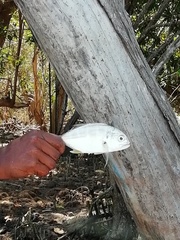 Caranx