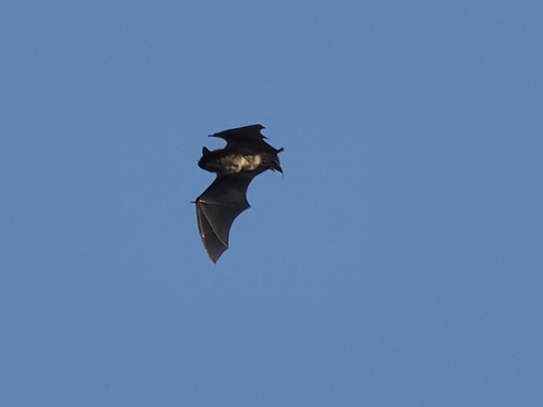 Big Brown Bat photographed in New Hampshire