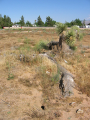 Yucca brevifolia