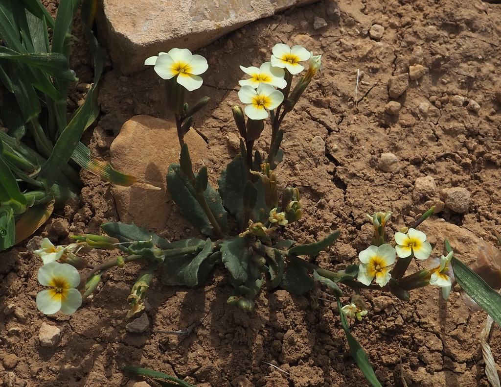 Zuvanda exacoides
