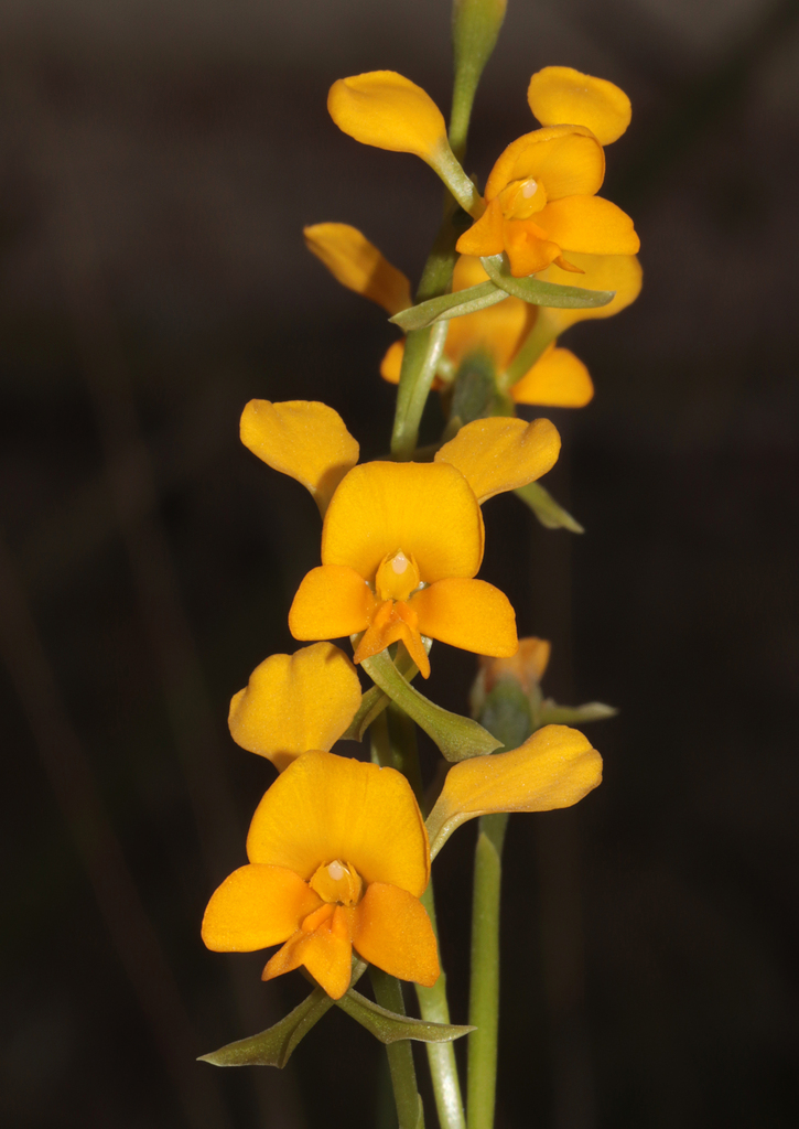 Diuris aequalis