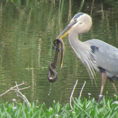 Graham's Crawfish Snake