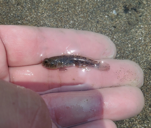 Paradox goby (Gobiosoma paradoxum) — Gobiidae