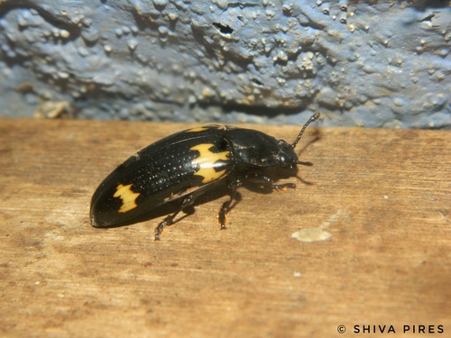 Megalodacne indica