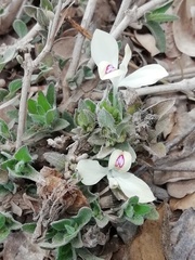 Tetramerium