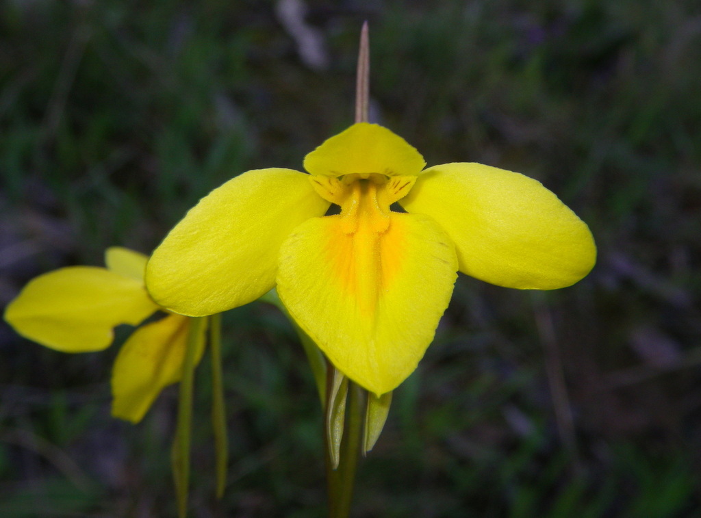 Diuris amabilis