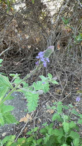 iNaturalist observation photo of western vervain