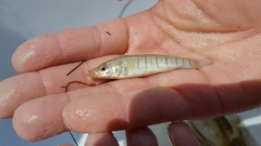 Fundulus similis