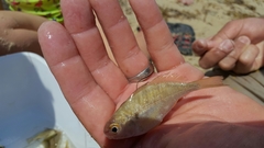 Leiostomus xanthurus