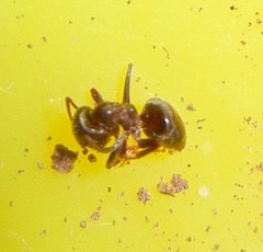 Lasius niger