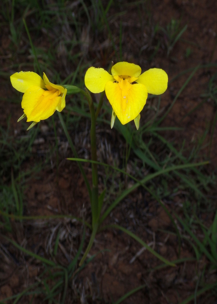 Diuris basaltica
