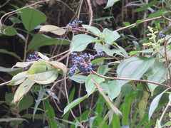 Miconia cyanocarpa