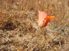 Calochortus kennedyi