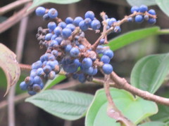 Miconia cyanocarpa