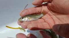 Fundulus grandis