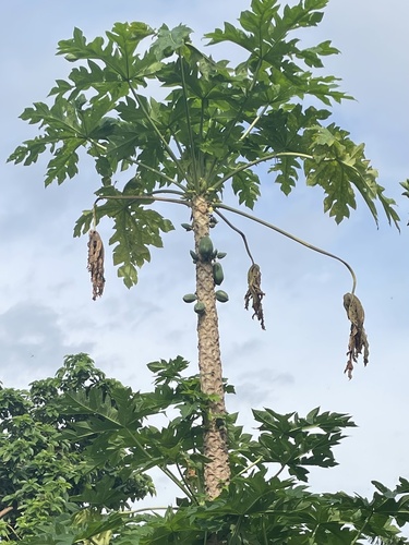 Papaya